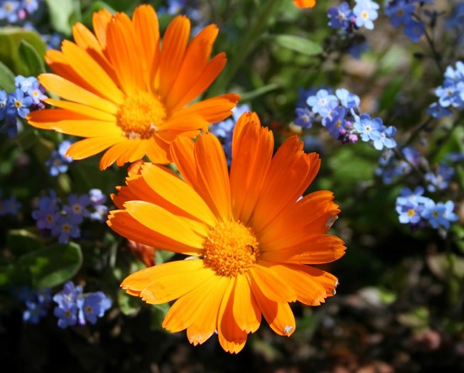 The hardy pot marigold, calendula looks at home in the vegetable garden The hardy pot marigold, calendula looks at home in the vegetable garden