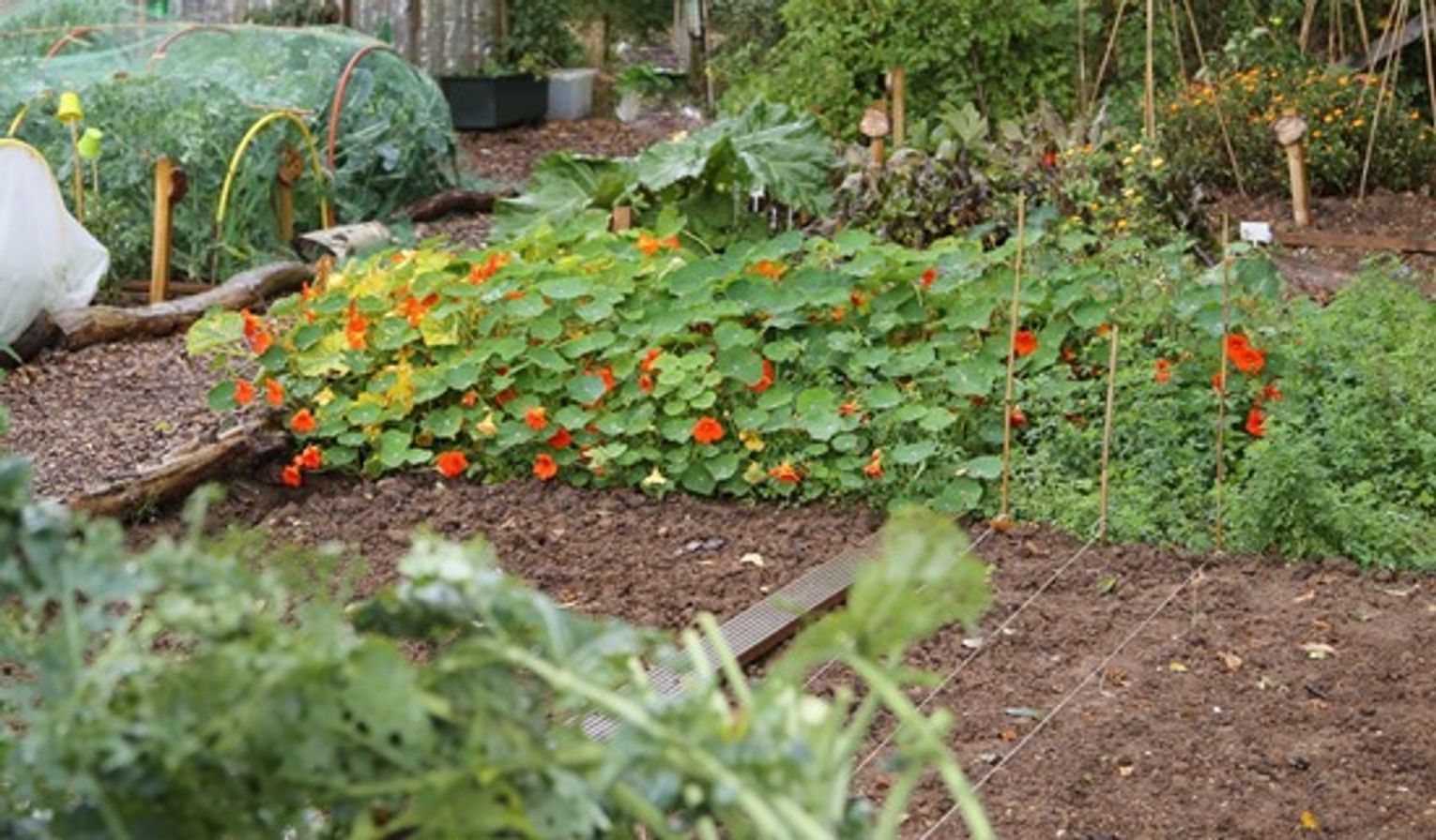 Nasturtium always looks at home amongst vegetables Nasturtium always looks at home amongst vegetables