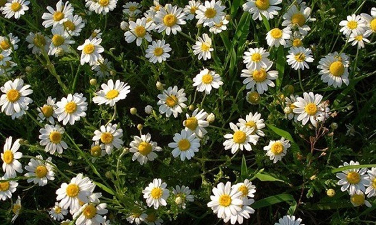 Practically all simple daisies are highly attractive to bees, butterflies, hoverflies and predatory wasps Practically all simple daisies are highly attractive to bees, butterflies, hoverflies and predatory wasps