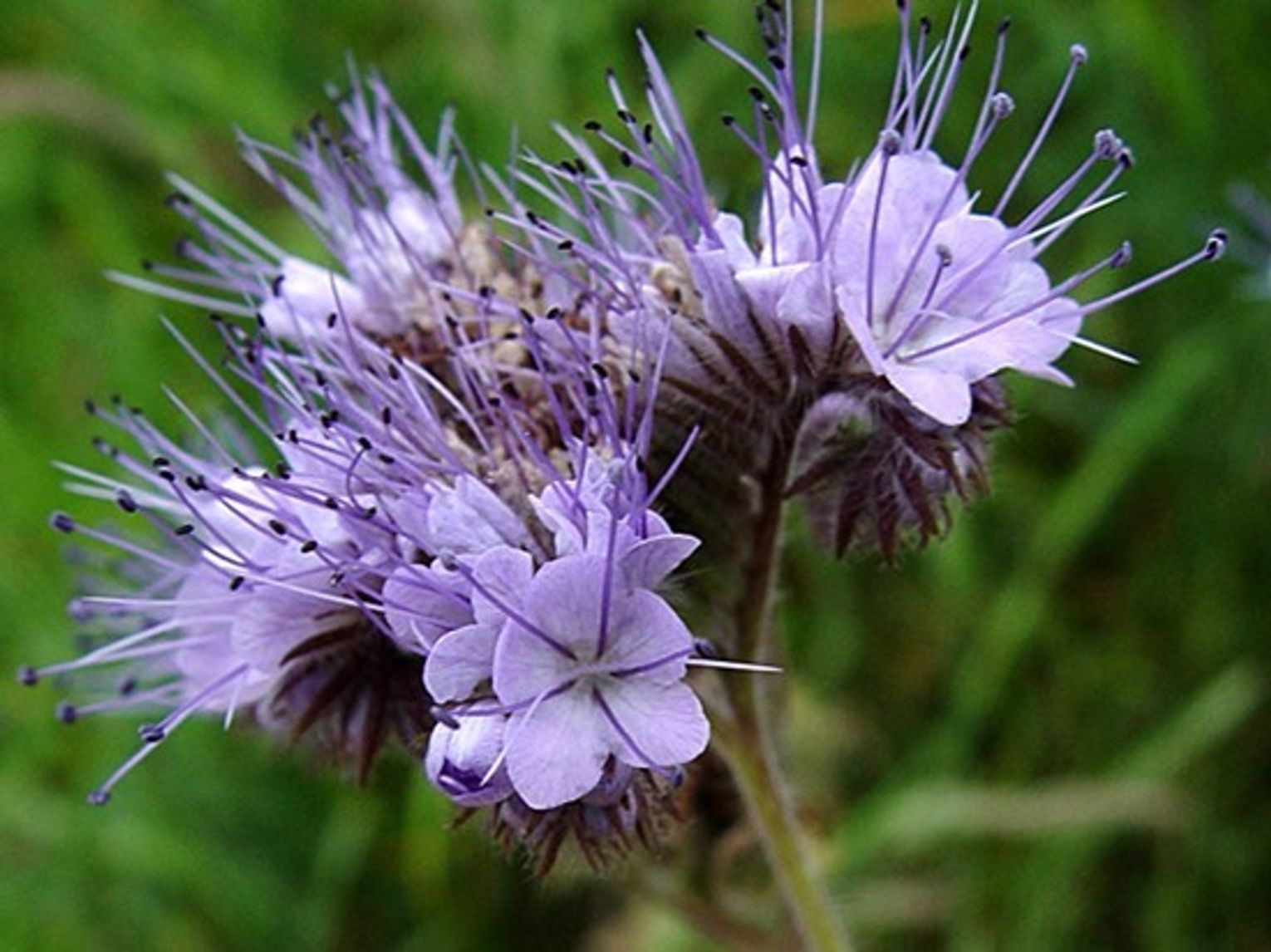 Phacelia, sometimes called scorpionweed Phacelia, sometimes called scorpionweed