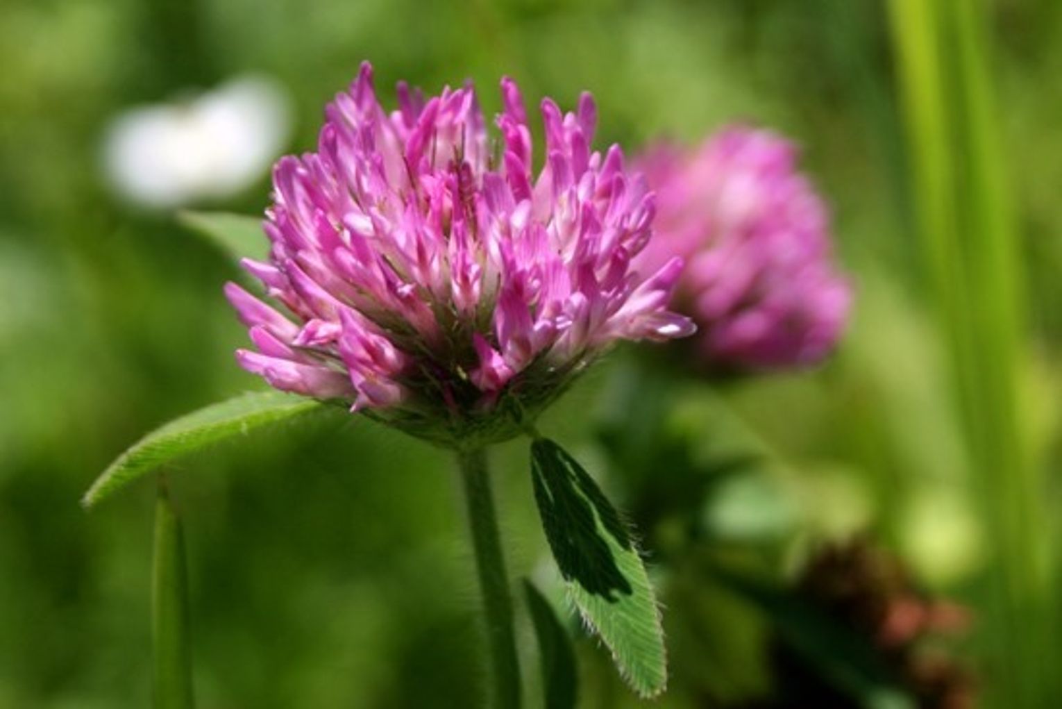 Clover is a legume, in other words it is in the same family as peas and beans Clover is a legume, in other words it is in the same family as peas and beans