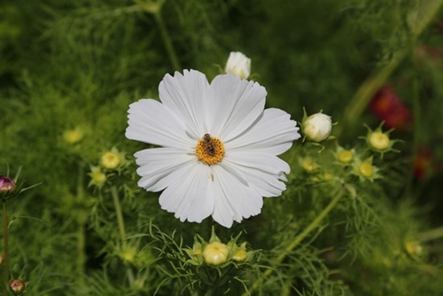 Cosmos is an easy hardy annual to grow with feathery foliage Cosmos is an easy hardy annual to grow with feathery foliage