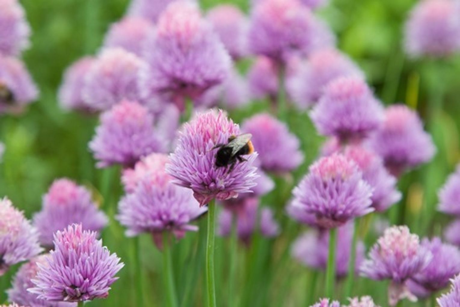 10 Flowers To Grow With Vegetables 10 Flowers To Grow With Vegetables